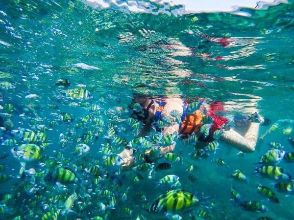  Full day Phi Phi Island by Speed boat + Snorkeling + Fantasea Show (B/L/D)